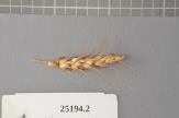 Click for 1 image(s) for this accession. Spike